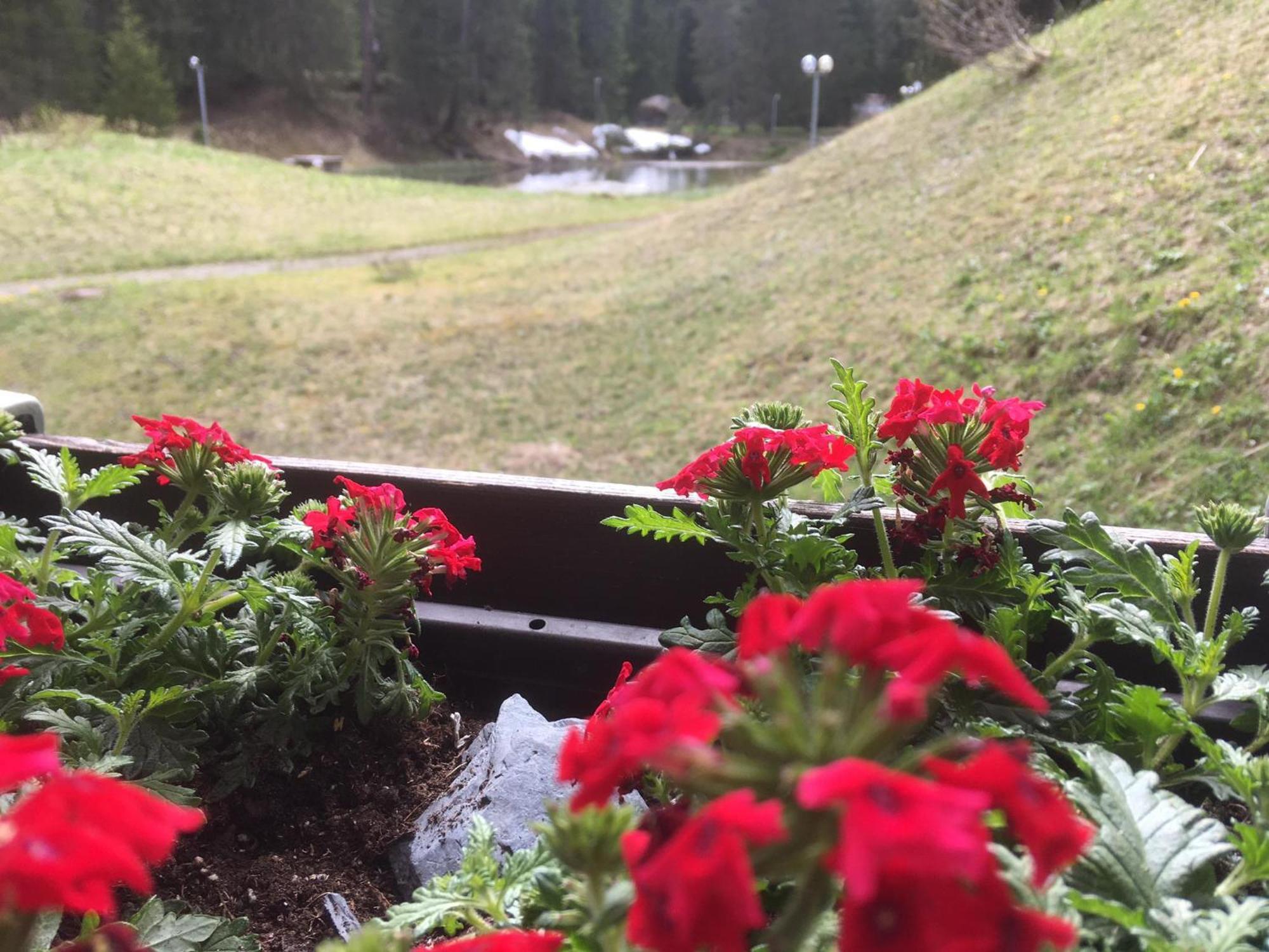 Rothornblick Lägenhet Arosa Exteriör bild